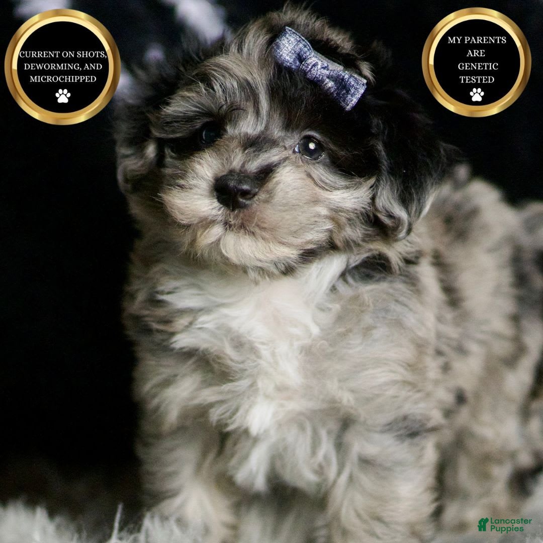 Maltipoo dogs for sale: Picasso - Image 2