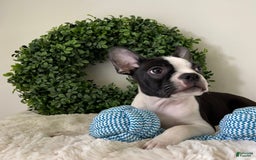 Boston Terrier dogs for sale: Dobby - Image 1