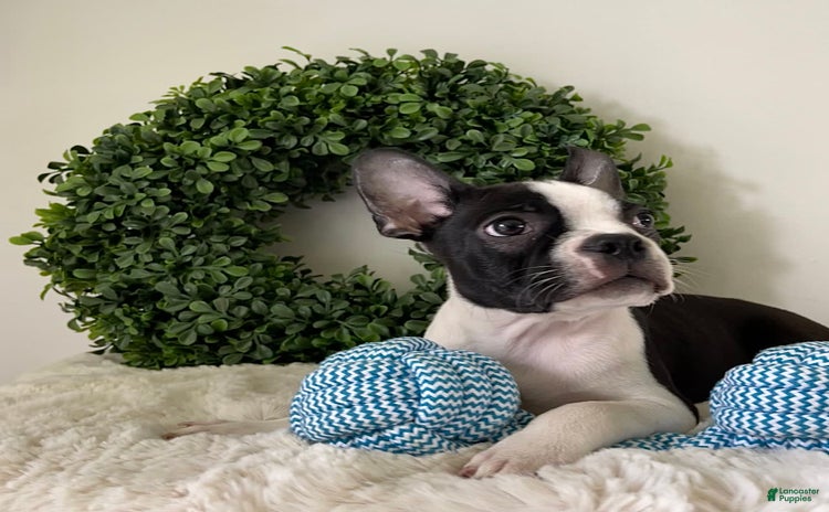 Boston Terrier dogs for sale - Ad 3