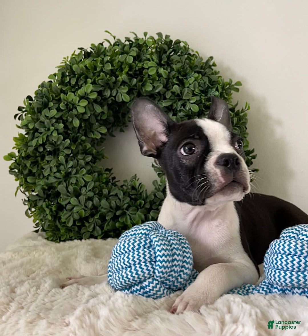 Boston Terrier dogs for sale: Dobby - Image 1