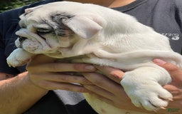 English Bulldog dogs for stud: Weezy - Image 4