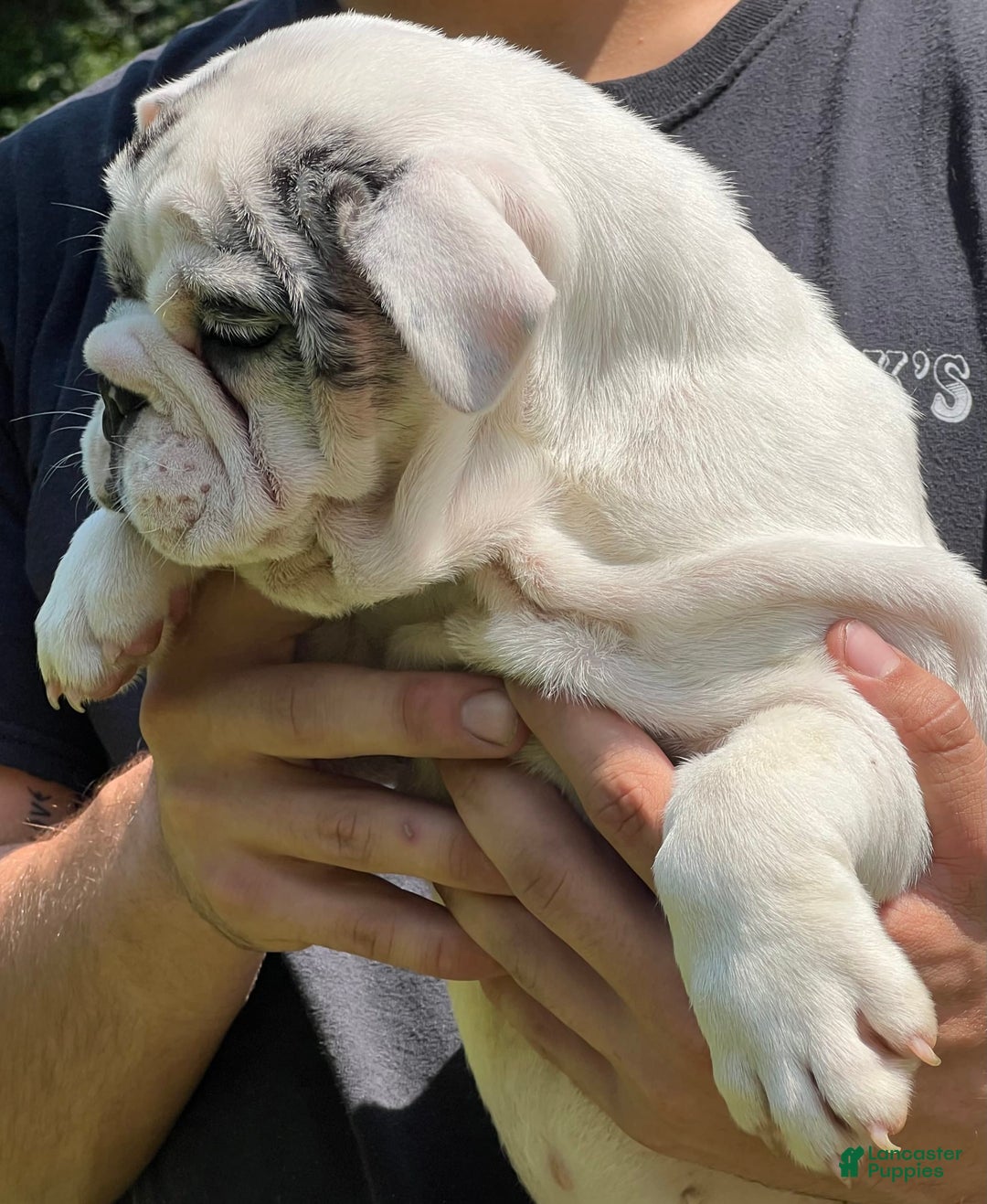 English Bulldog dogs for stud: Weezy - Image 4