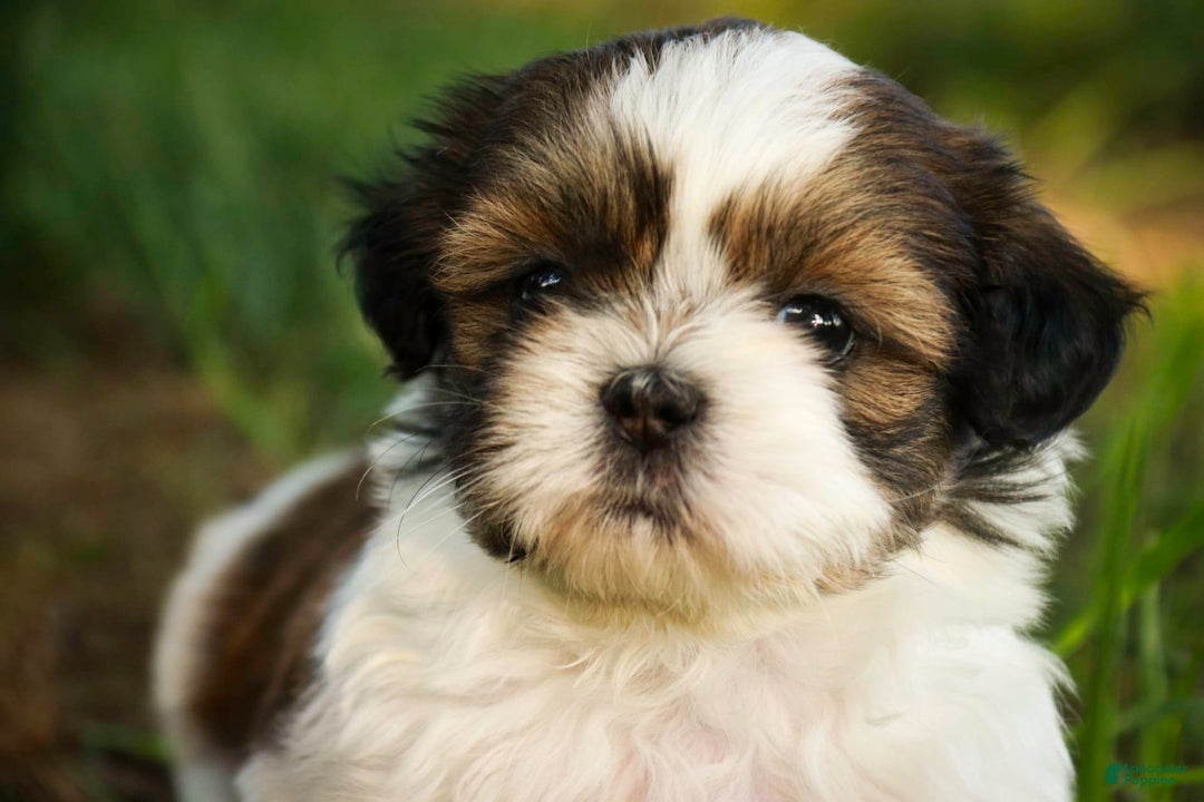 Shih Tzu dogs for sale: Raleigh - Image 9