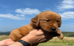 Golden Retriever dogs for sale: Fin - Image 13