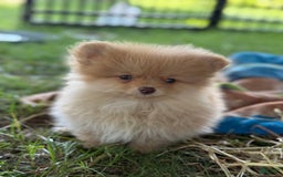 Pomeranian dogs for sale: Squirt - Image 2