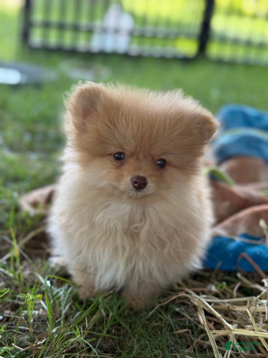 Pomeranian dogs for sale: Squirt - Image 2