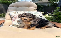 Mini Goldendoodle dogs for sale: Bensley - Image 2