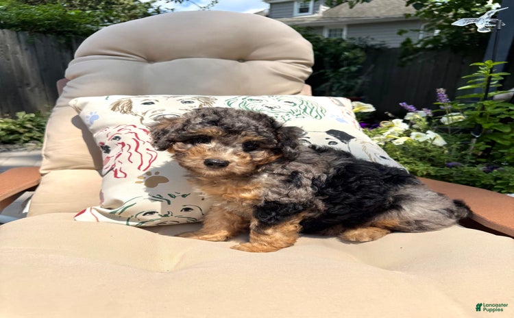 Mini Goldendoodle dogs for sale - Ad 3