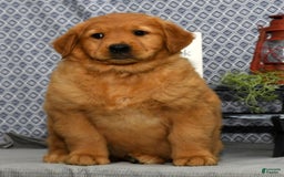 Golden Retriever dogs for sale: Millie - Image 3