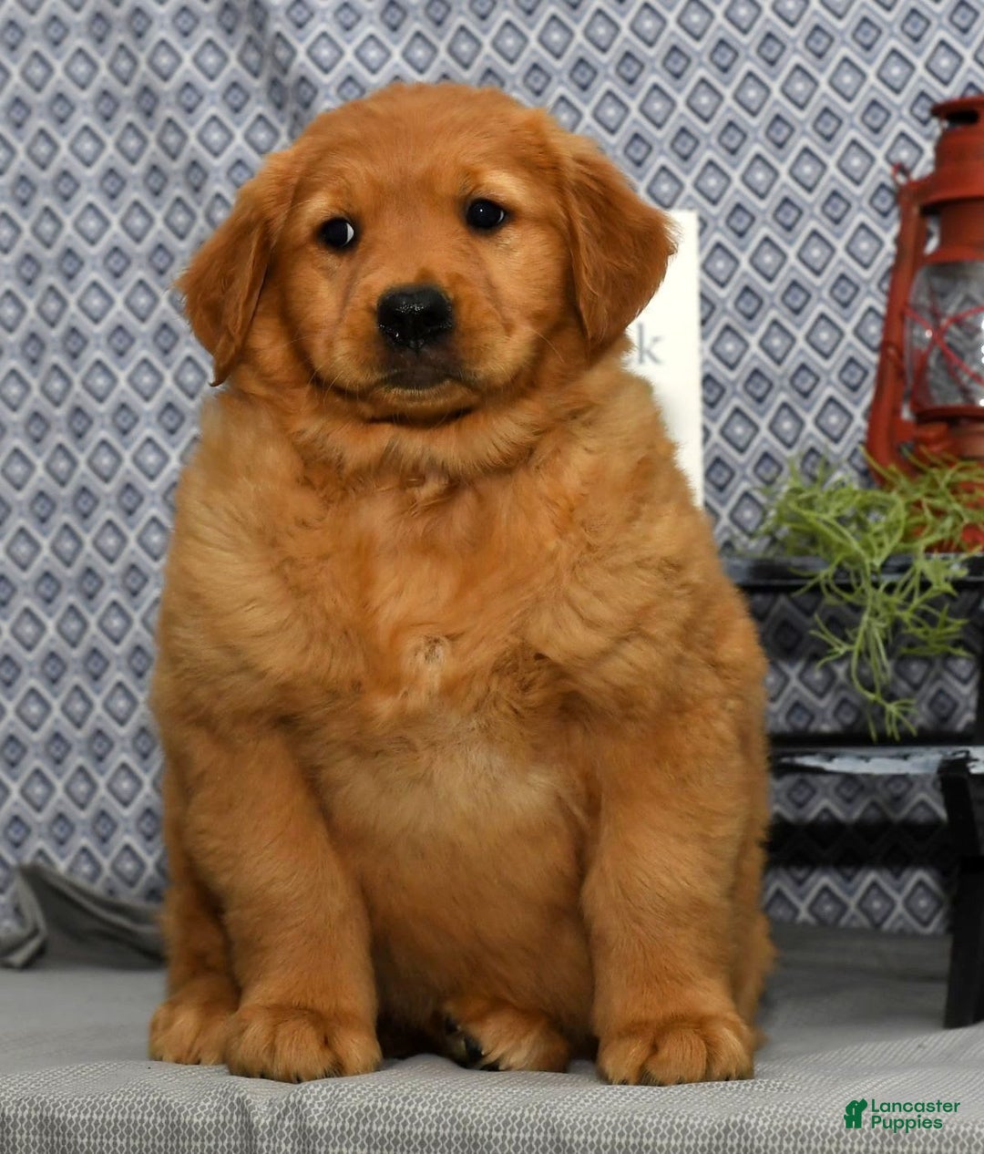 Golden Retriever dogs for sale: Millie - Image 3
