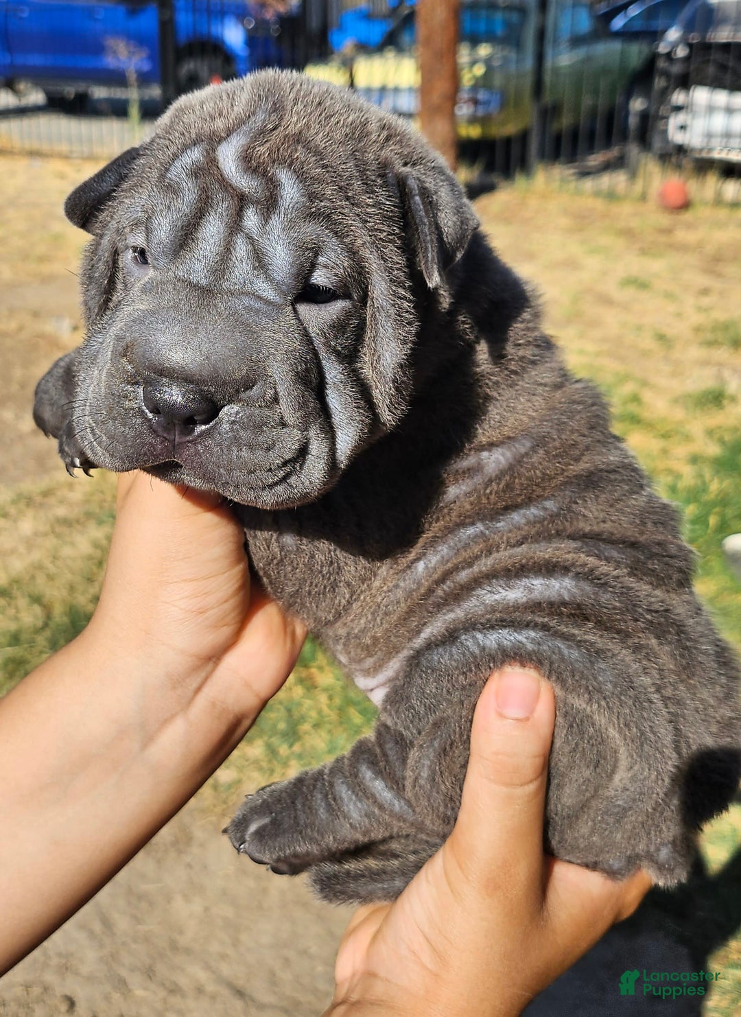 Shar Pei dogs for sale: Crunch - Image 1