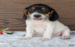 Beagle dogs for sale: Lucy - Image 3