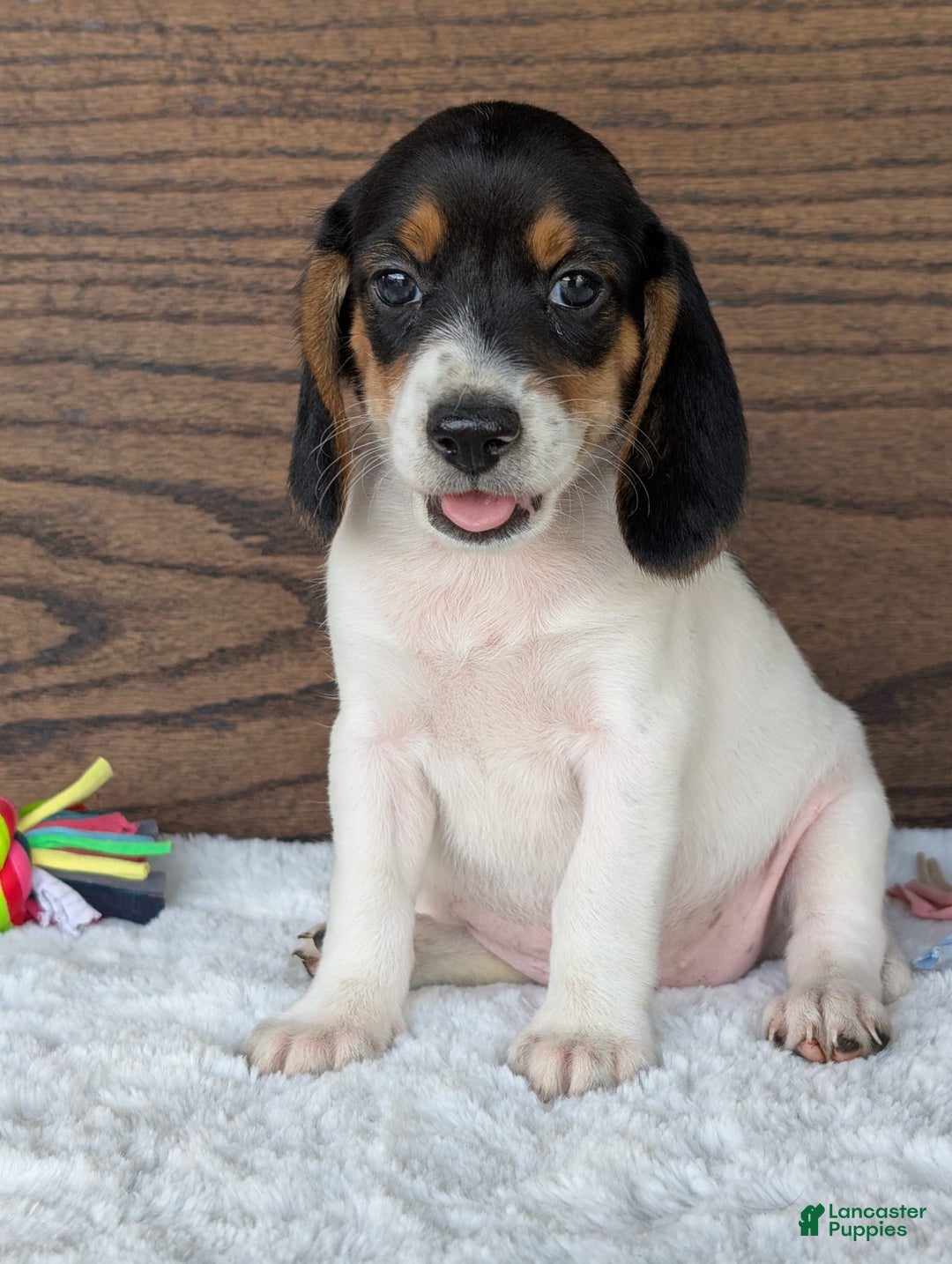 Beagle dogs for sale: Lucy - Image 3
