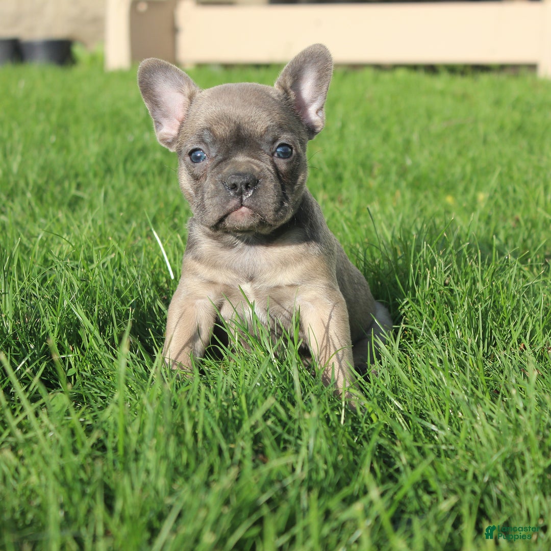 French Bulldog dogs for sale: French Bulldog 3 puppies - Image 42