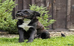 Cane Corso dogs for sale: Moonlight - Image 6