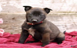 Belgian Malinois dogs for sale: Jaxon - Image 3