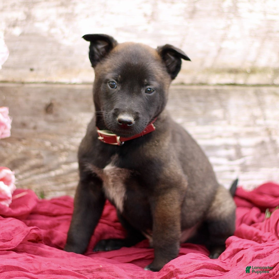 Belgian Malinois dogs for sale: Jaxon - Image 3