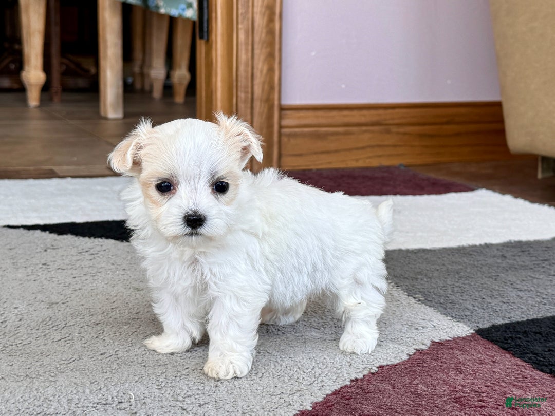 Maltipoo dogs for sale: Tina - Image 8