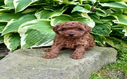 Toy Poodle dogs for sale: 🌷 Ruby - Image 4