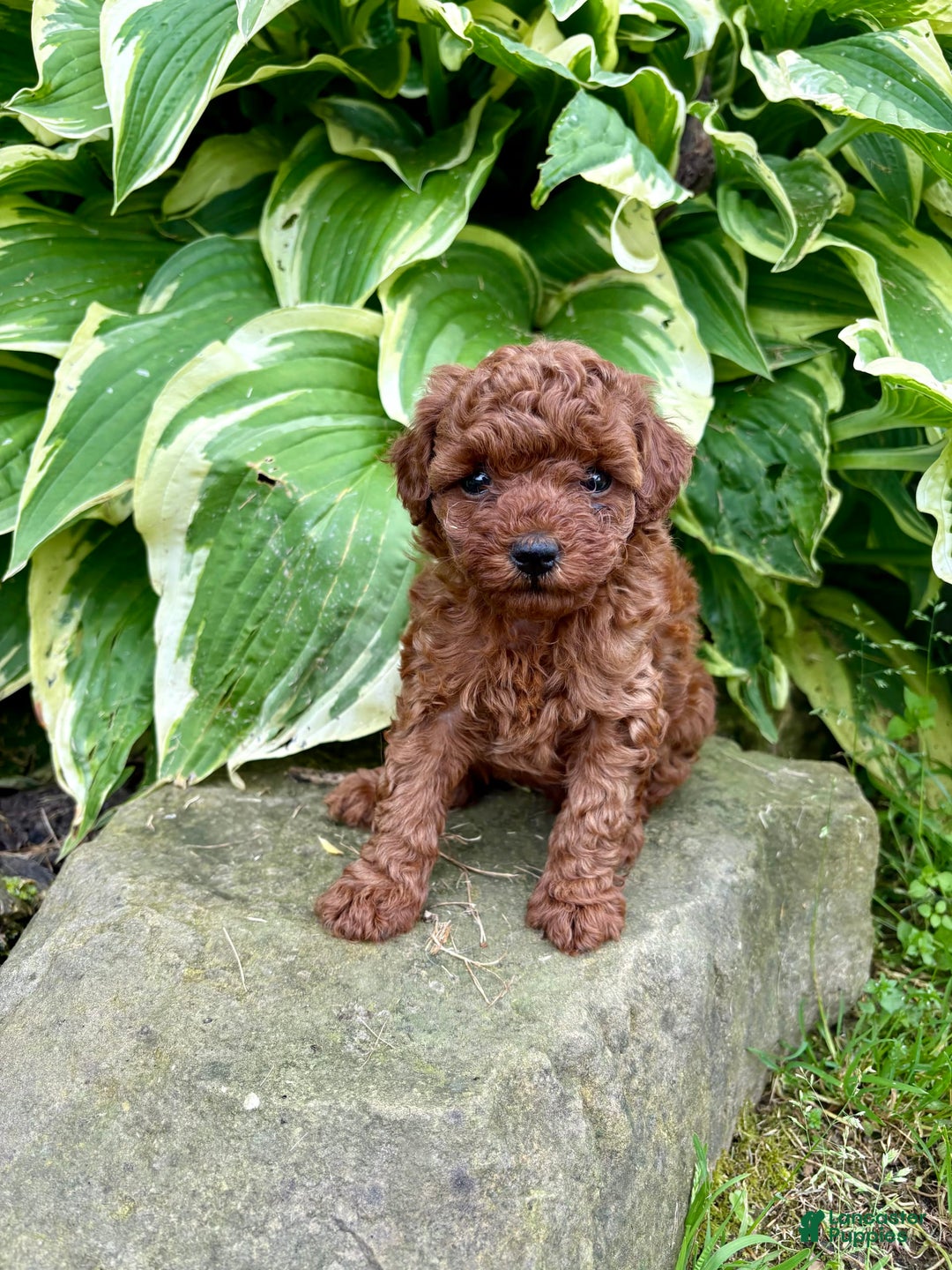 Toy Poodle dogs for sale: 🌷 Ruby - Image 4