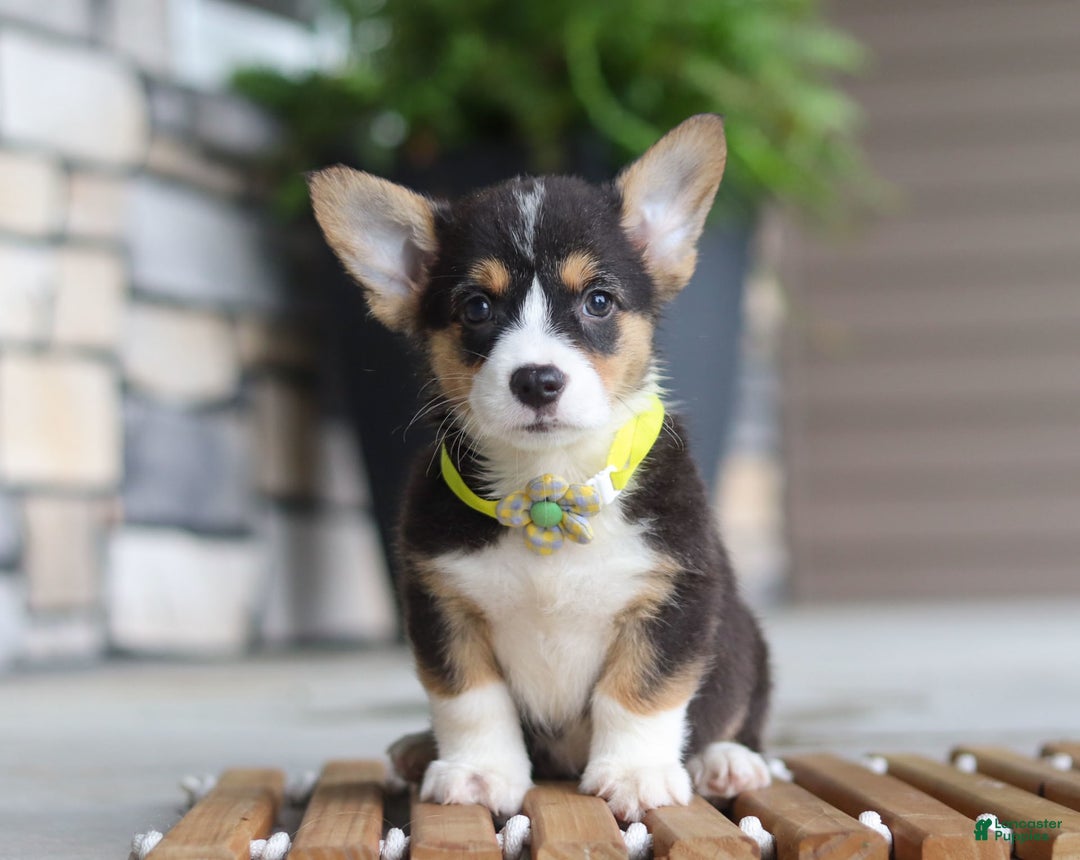 Welsh Corgi Pembroke dogs for sale: Bruno - Image 5