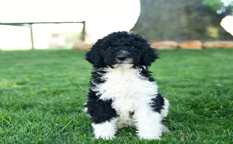 Standard Poodle dogs for sale - Ad 4