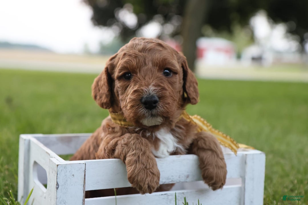 Mini Goldendoodle dogs for sale: Thunder - Image 13