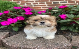 Shih Tzu dogs for sale: Lizzie - Image 5