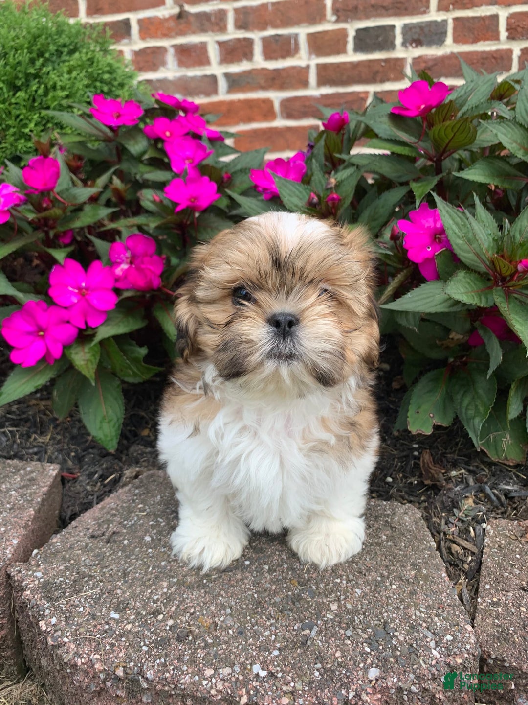 Shih Tzu dogs for sale: Lizzie - Image 5