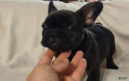 French Bulldog dogs for sale: Puppy 2 - We Leave The Naming To The New Parents - Image 2
