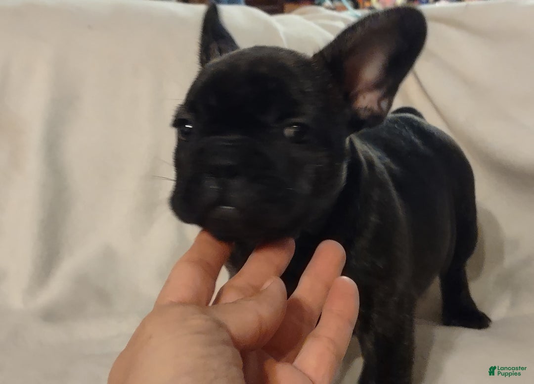 French Bulldog dogs for sale: Puppy 2 - We Leave The Naming To The New Parents - Image 2
