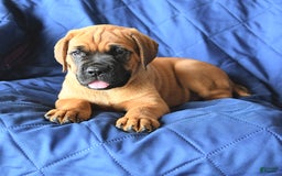 Cane Corso dogs for sale: Reeses - Image 9
