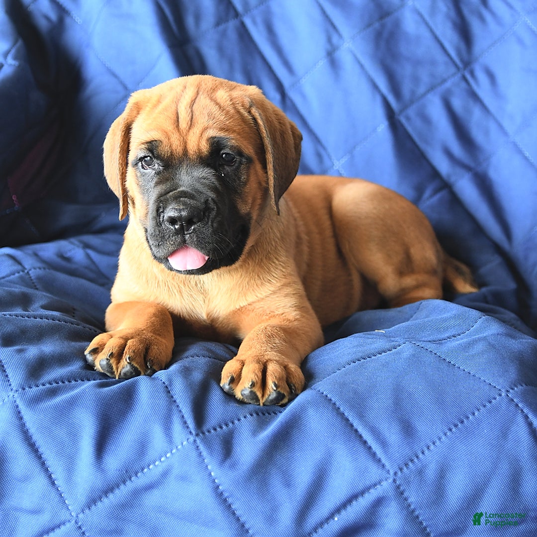 Cane Corso dogs for sale: Reeses - Image 9