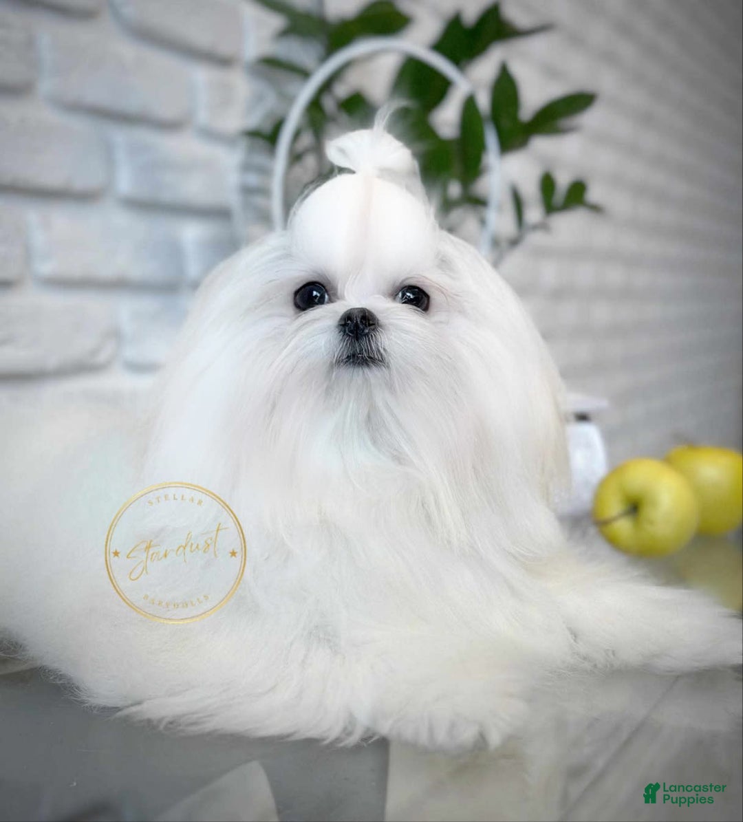 Maltese dogs for sale: Snow - Image 3