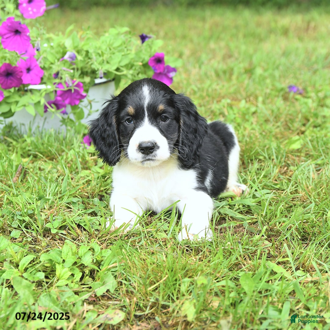 English Springer Spaniel dogs for sale: Petey - Image 3