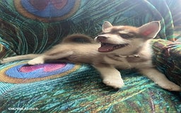 Pomsky dogs for sale: Rosie - Image 6