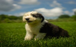 Old English Sheepdog dogs for sale: Floofy - Image 13