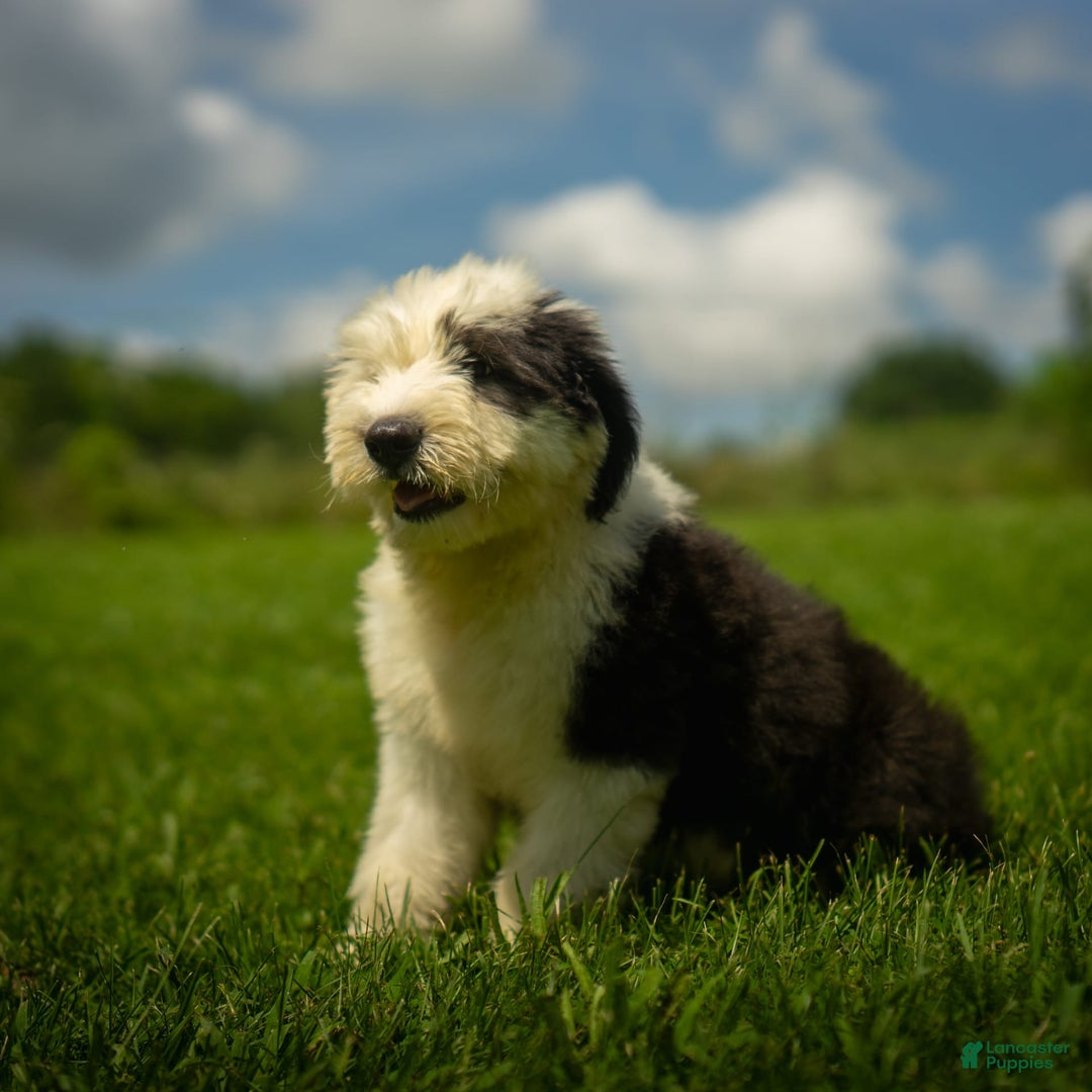 Old English Sheepdog dogs for sale: Floofy - Image 13