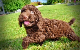 Havapoo dogs for sale: Genesis - Image 4