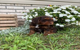 Beagle dogs for sale: Chester - Image 6