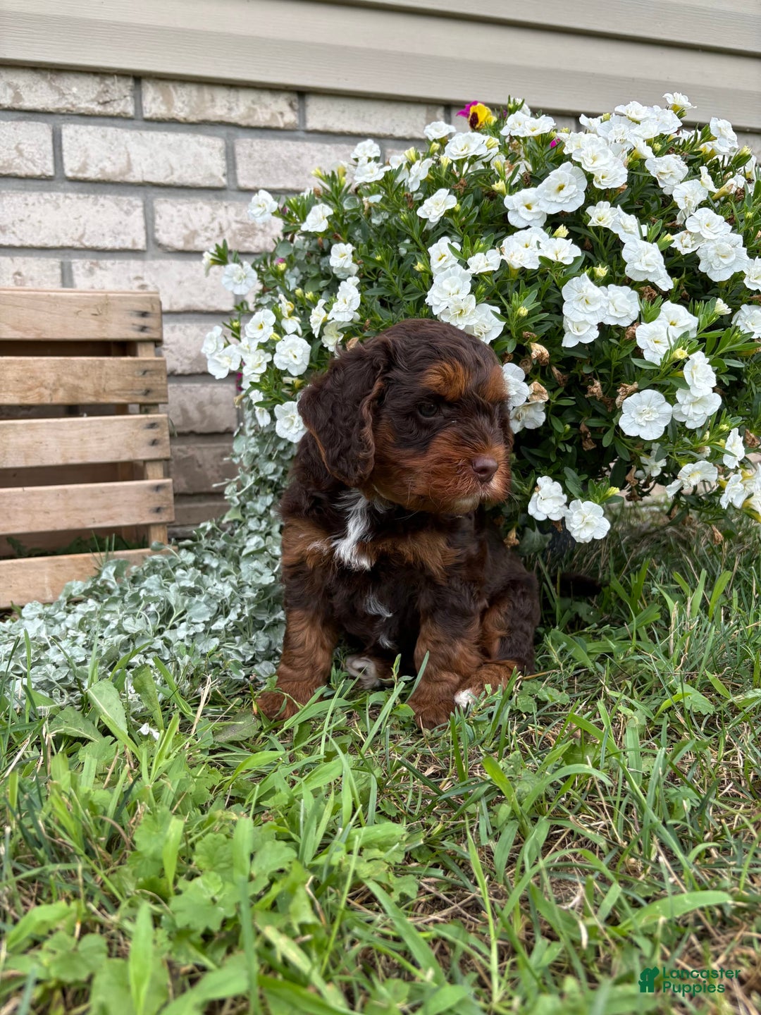 Beagle dogs for sale: Chester - Image 6