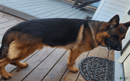 German Shepherd dogs for sale: Big Red - Image 4