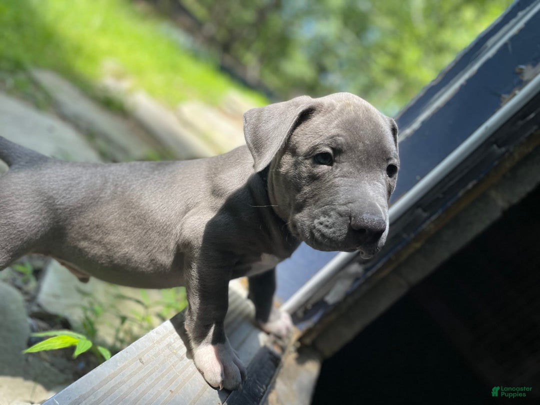 American Bully dogs for sale: Boss Baby - Image 18