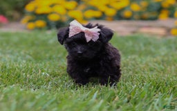 Yorkiepoo dogs for sale: Allie - Image 9