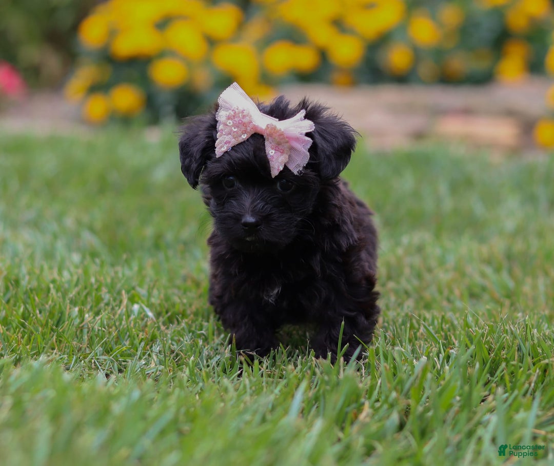 Yorkiepoo dogs for sale: Allie - Image 9
