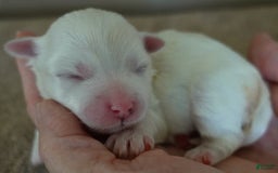 Maltese dogs for sale: Brooklyn - Image 13