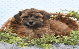 Havapoo dogs for sale: Brody - Image 10