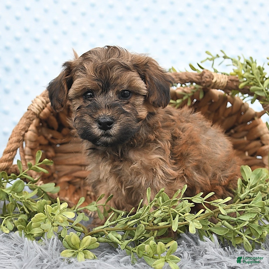 Havapoo dogs for sale: Brody - Image 10