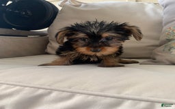 Yorkshire Terrier dogs for sale: Cash - Image 4