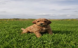 Mini Goldendoodle dogs for sale: Milo F1b - Image 13